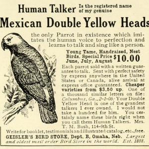 1906 Ad Geisler's Bird Store Mexican Double Yellow Head Talking Parrot Pet LHJ6 Cheap Sale Latest Collections
