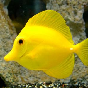 Yellow Tang Latest Collections