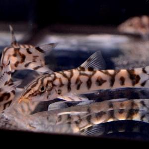 Yoyo Loach Store Sale