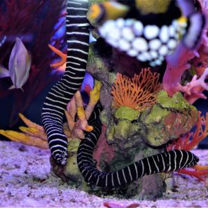 Zebra Moray Eel Geniue Stockist Cheap Online