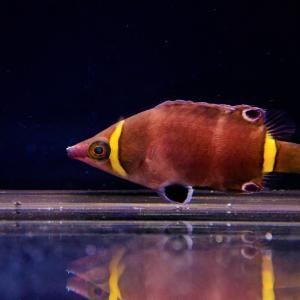 Yellow Banded Possum Wrasse Cheap Manchester Great Sale