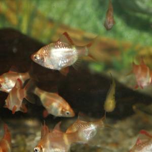 Albino Tiger Barb Clearance Shop