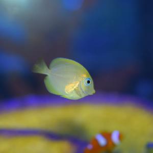Atlantic Blue Tang Big Sale
