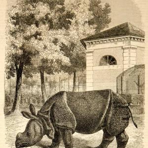 1853 Wood Engravings Rhinoceros Rhino Skeleton Rhinocerotidae Anatomy Mammal SET Free Shipping