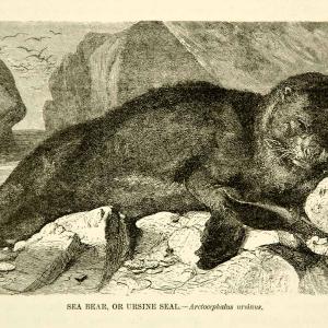 1885 Wood Engraving Sea Bear Seal Ursine Animal Wildlife Landscape Ocean YLW1 Cheap Discount Sale