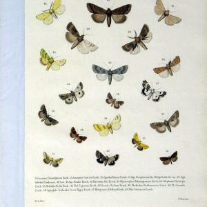 Coloured figures of the birds of the British Islands. v.1London :R. H. Porter,1885-1897. | Vintage Print Reproduction 447504 How Much For Sale