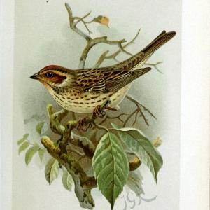 Coloured figures of the birds of the British Islands | "Little Bunting" "taxonomy:binomial=Emberiza pusilla" Birds "Great Britain" ogy, Erns | Vintage Print Reproduction 457054 The Cheapest For Sale
