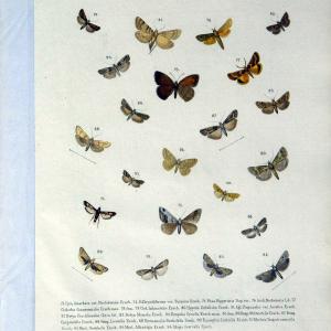 Coloured figures of the birds of the British Islands. v.1London :R. H. Porter,1885-1897. | Vintage Print Reproduction 448631 Quality Free Shipping For Sale