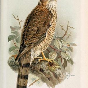 Coloured figures of the birds of the British Islands. v.1London :R. H. Porter,1885-1897. | Vintage Print Reproduction 448346 Wide Range Of Online