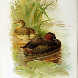 Coloured figures of the birds of the British Islands | "Little Grebe" "taxonomy:binomial=Tachybaptus ruficollis" Birds "Great Britain" ogy, | Vintage Print Reproduction 457148 Sast