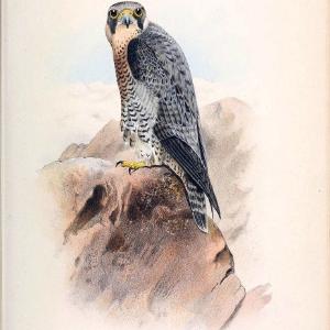 Coloured figures of the birds of the British Islands. v.1London :R. H. Porter,1885-1897. | Vintage Print Reproduction 448126 Finishline For Sale