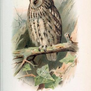 Coloured figures of the birds of the British Islands. v.1London :R. H. Porter,1885-1897. | Vintage Print Reproduction 448475 Discount 2025 Unisex