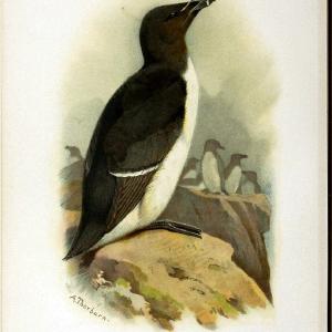 Coloured figures of the birds of the British Islands | Razorbill "taxonomy:binomial=Alca torda" Birds "Great Britain" ogy, Ernst Mayr Librar | Vintage Print Reproduction 448048 Outlet Affordable