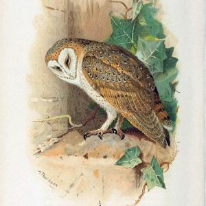 Coloured figures of the birds of the British Islands. v.1London :R. H. Porter,1885-1897. | Vintage Print Reproduction 448021 Cheap The Cheapest