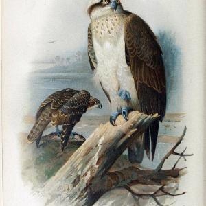 Coloured figures of the birds of the British Islands. v.1London :R. H. Porter,1885-1897. | Vintage Print Reproduction 447727 How Much Online