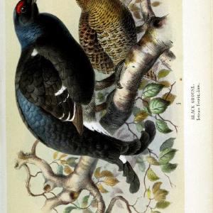 Coloured figures of the birds of the British Islands | "Black Grouse" "taxonomy:binomial=Tetrao tetrix" Birds "Great Britain" ogy, Ernst May | Vintage Print Reproduction 455479 Big Sale Sale Online