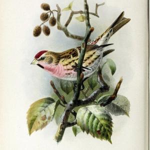 Coloured figures of the birds of the British Islands | "Mealy Redpoll" "taxonomy:trinomial=Acanthis flammea flammea" Birds "Great Britain" o | Vintage Print Reproduction 448599 Geniue Stockist