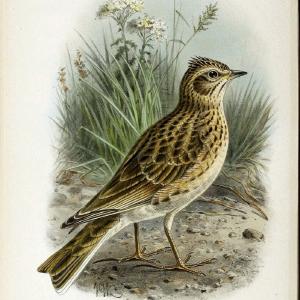 Coloured figures of the birds of the British Islands | "Eurasian Skylark" "taxonomy:binomial=Alauda arvensis" Birds "Great Britain" ogy, Ern | Vintage Print Reproduction 456196 View