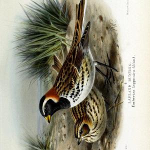 Coloured figures of the birds of the British Islands | "Lapland Longspur" "taxonomy:binomial=Calcarius lapponicus" Birds "Great Britain" ogy | Vintage Print Reproduction 448791 2025 Newest Sale Online