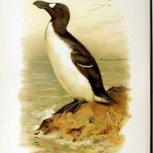 Coloured figures of the birds of the British Islands | "Great Auk" "taxonomy:binomial=Pinguinus impennis" Birds "Great Britain" ogy, Ernst M | Vintage Print Reproduction 455543 Huge Surprise