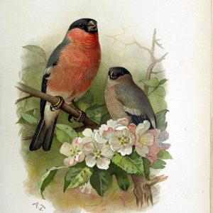 Coloured figures of the birds of the British Islands | "Eurasian Bullfinch" "taxonomy:binomial=Pyrrhula pyrrhula" Birds "Great Britain" ogy, | Vintage Print Reproduction 456611 Clearance 2025 New