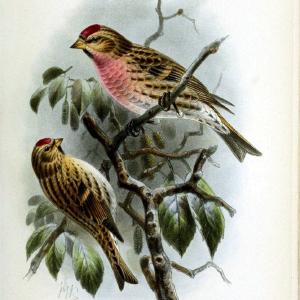 Coloured figures of the birds of the British Islands | "Lesser Redpoll" "taxonomy:binomial=Acanthis cabaret" Birds "Great Britain" ogy, Erns | Vintage Print Reproduction 455665 Websites Cheap Pice