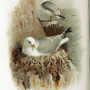 Coloured figures of the birds of the British Islands | Kittiwake "Black-legged Kittiwake" "taxonomy:binomial=Rissa tridactyla" Birds "Great Britain"  | Vintage Print Reproduction 450050 Free Shipping Shop