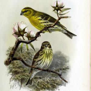 Coloured figures of the birds of the British Islands | "European Serin" "taxonomy:binomial=Serinus serinus" Birds "Great Britain" ogy, Ernst | Vintage Print Reproduction 450833 View Cheap Pice
