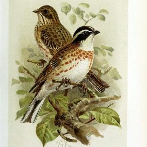 Coloured figures of the birds of the British Islands | "Rustic Bunting" "taxonomy:binomial=Emberiza rustica" Birds "Great Britain" ogy, Erns | Vintage Print Reproduction 452129 The Cheapest Cheap Online