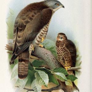 Coloured figures of the birds of the British Islands. v.1London :R. H. Porter,1885-1897. | Vintage Print Reproduction 446951 Shop Offer For Sale