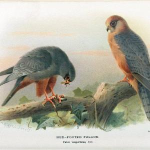 Coloured figures of the birds of the British Islands. v.1London :R. H. Porter,1885-1897. | Vintage Print Reproduction 447575 Release Dates Sale Online