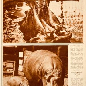 1923 Rotogravure Hippopotamus Baby Hippo Hippopotami Zoo Mammal Animal Wildlife Outlet Online Shop