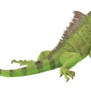 Collecta Iguana (Grey) Buy Cheap Get Authentic