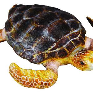 Collecta Loggerhead Turtle Figure (Red) Best Seller For Sale