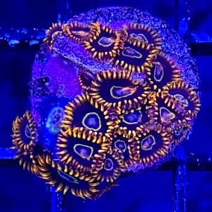 Rainbow Hornet Zoanthid Footlocker Finishline Cheap Pice