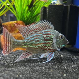 Geophagus sveni Latest Collections Sale Online