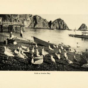 1906 Print Avalon Bay Santa Catalina Island Landscape Seagulls Boats Marine SCP1 Cheap Online Online