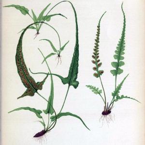 Beautiful ferns from original water-color drawings after nature /.Troy, N.Y. :Nims and Knight,1887 [1885]. | Ferns "United States"  | Vintage Print Reproduction 460131 Genuine Sale Online