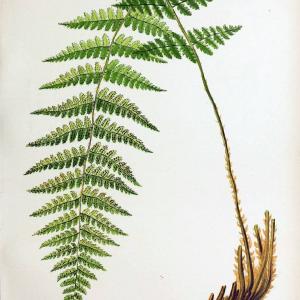 Beautiful ferns from original water-color drawings after nature /.Boston :D. Lothrop and Co.,1882, [c1881].  | Ferns "United States" | Vintage Print Reproduction 460132 Big Sale