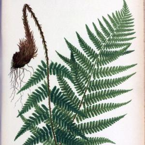 Beautiful ferns from original water-color drawings after nature /.Troy, N.Y. :Nims and Knight,1887 [1885]. | Ferns "United States"  | Vintage Print Reproduction 460148 Clearance Best Store To Get