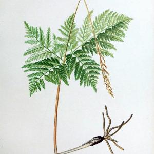 Beautiful ferns from original water-color drawings after nature /.Boston :D. Lothrop and Co.,1882, [c1881].  | Ferns "United States" | Vintage Print Reproduction 460149 Buy Cheap 2025