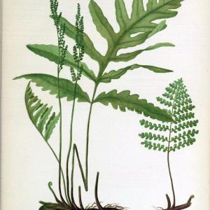 Beautiful ferns from original water-color drawings after nature /.Troy, N.Y. :Nims and Knight,1887 [1885]. | Ferns "United States"  | Vintage Print Reproduction 460133 Clearance Choice