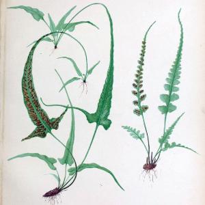 Beautiful ferns from original water-color drawings after nature /.Boston :D. Lothrop and Co.,1882, [c1881].  | Ferns "United States" | Vintage Print Reproduction 460136 Discount Fashionable