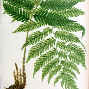 Beautiful ferns from original water-color drawings after nature /.Boston :D. Lothrop and Co.,1882, [c1881].  | Ferns "United States" | Vintage Print Reproduction 460150 Outlet Recommend