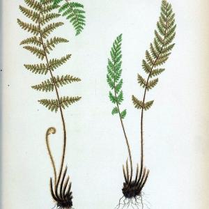 Beautiful ferns from original water-color drawings after nature /.Troy, N.Y. :Nims and Knight,1887 [1885]. | Ferns "United States"  | Vintage Print Reproduction 460146 From China Sale Online