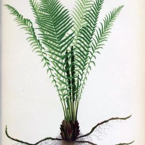 Beautiful ferns from original water-color drawings after nature /.Troy, N.Y. :Nims and Knight,1887 [1885]. | Ferns "United States"  | Vintage Print Reproduction 460141 Eastbay Online