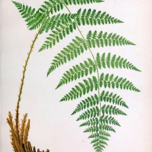 Beautiful ferns from original water-color drawings after nature /.Boston :D. Lothrop and Co.,1882, [c1881].  | Ferns "United States" | Vintage Print Reproduction 460140 Free Shipping Outlet