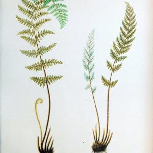 Beautiful ferns from original water-color drawings after nature /.Boston :D. Lothrop and Co.,1882, [c1881].  | Ferns "United States" | Vintage Print Reproduction 460152 Outlet View