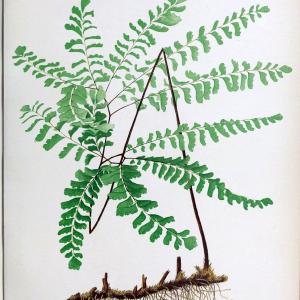 Beautiful ferns from original water-color drawings after nature /.Boston :D. Lothrop and Co.,1882, [c1881].  | Ferns "United States" | Vintage Print Reproduction 460143 Manchester Cheap Pice