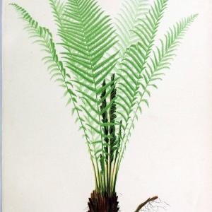 Beautiful ferns from original water-color drawings after nature /.Boston :D. Lothrop and Co.,1882, [c1881].  | Ferns "United States" | Vintage Print Reproduction 460145 New Arrival